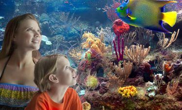 acuario de arrecife en parque xcaret