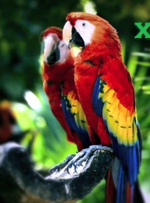 aviario en parque xcaret