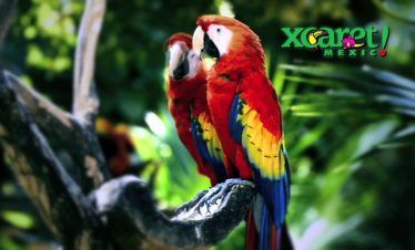 aviario en parque xcaret