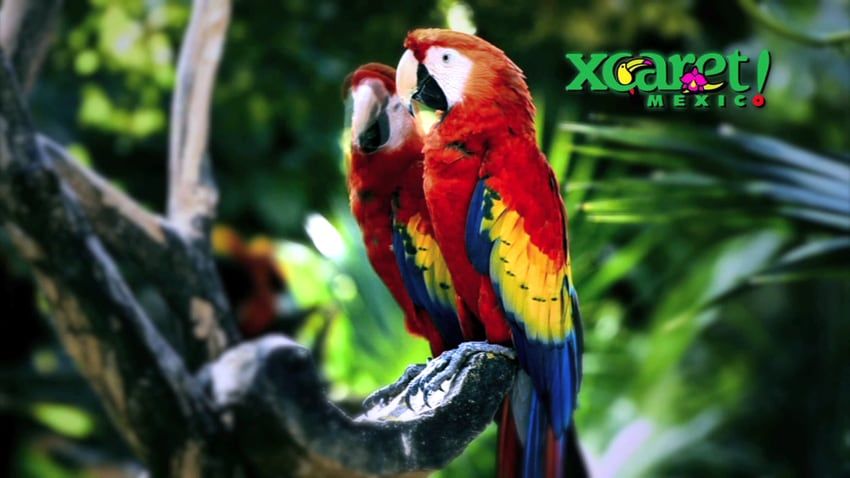 aviario en parque xcaret