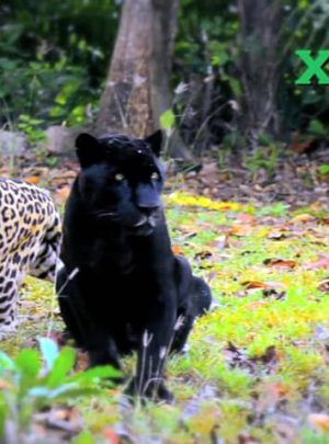 isla del jaguar en el parque xcaret