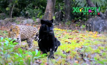 isla del jaguar en el parque xcaret