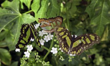 mariposario del parque xcaret