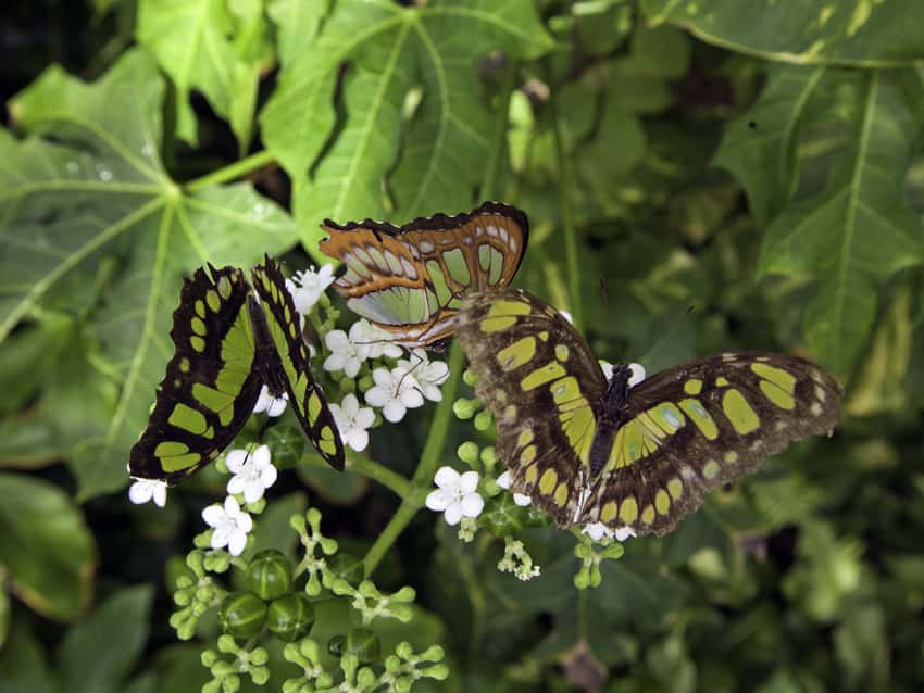 mariposario del parque xcaret