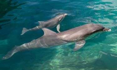 actividades opcionales en xcaret