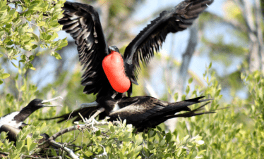 tour Isla Contoy desde Riviera Maya