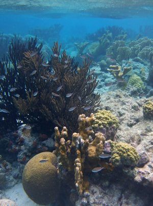 xel ha tour de snorkel
