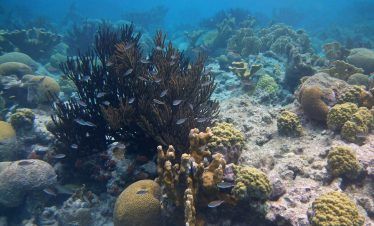 xel ha tour de snorkel