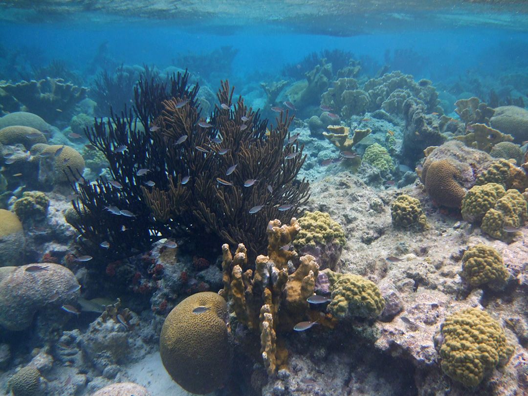 xel ha tour de snorkel