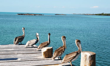 santuario de pájaros Isla Contoy México