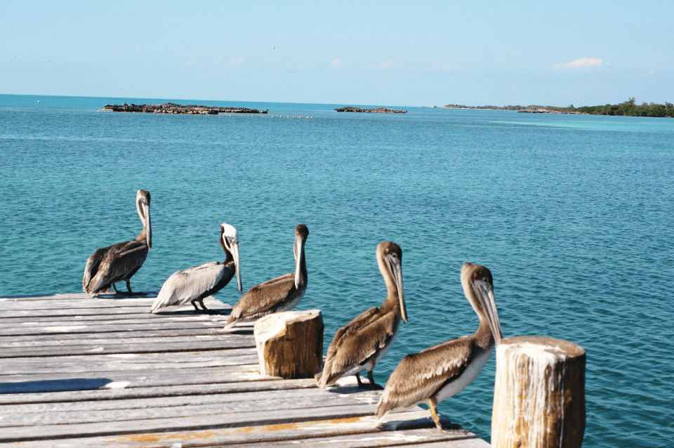 santuario de pájaros Isla Contoy México