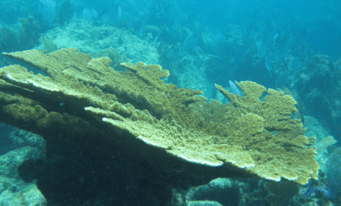 snorkel en arrecife Isla Contoy