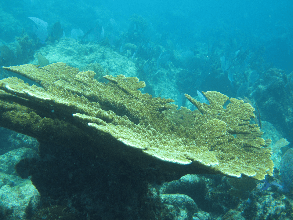 snorkel en arrecife Isla Contoy