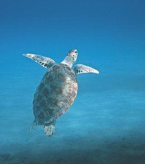 tortuga en tour de snorkel Akumal