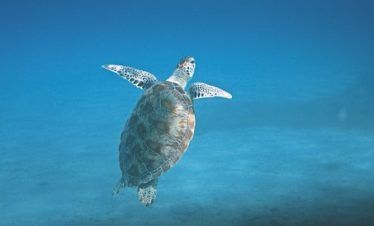 tortuga en tour de snorkel Akumal