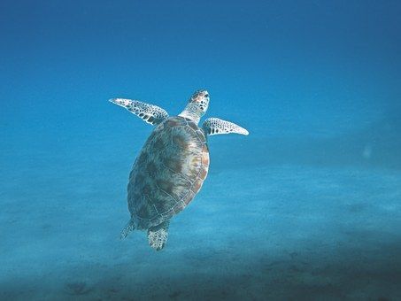 tortuga en tour de snorkel Akumal
