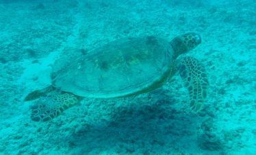 nadando con tortugas cerca de Akumal