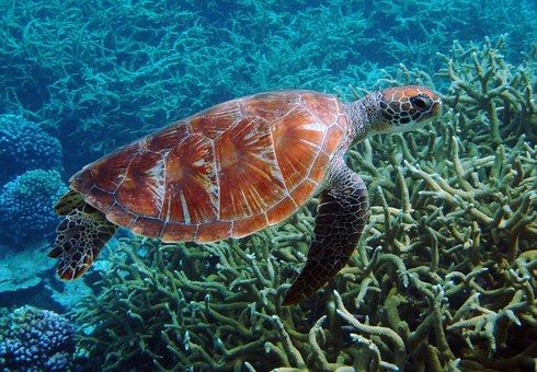 tortugas en la bahia de Akumal