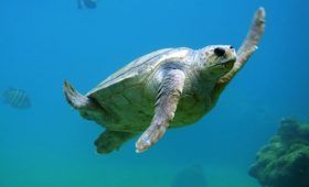 tortugas marinas tour
