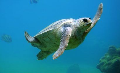 tortugas marinas tour