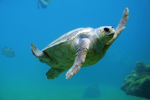 tortugas marinas tour