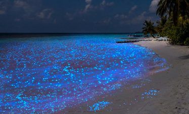 bioluminiscencia en la Isla de Holbox