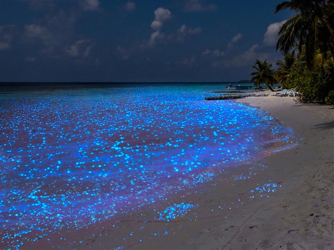 bioluminiscencia en la Isla de Holbox