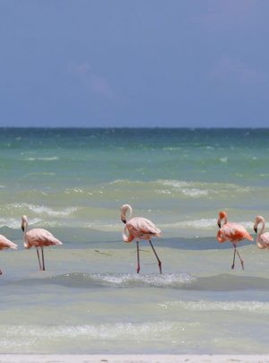 observar flamingos en Isla Holbox