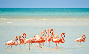 flamingos en tour Holbox