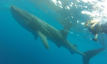 nadar con tiburón ballena económico