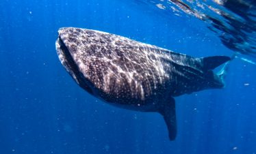nado con tiburón ballena cerca de Holbox