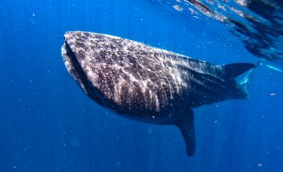 nado con tiburón ballena cerca de Holbox