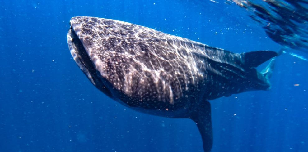 nado con tiburón ballena cerca de Holbox