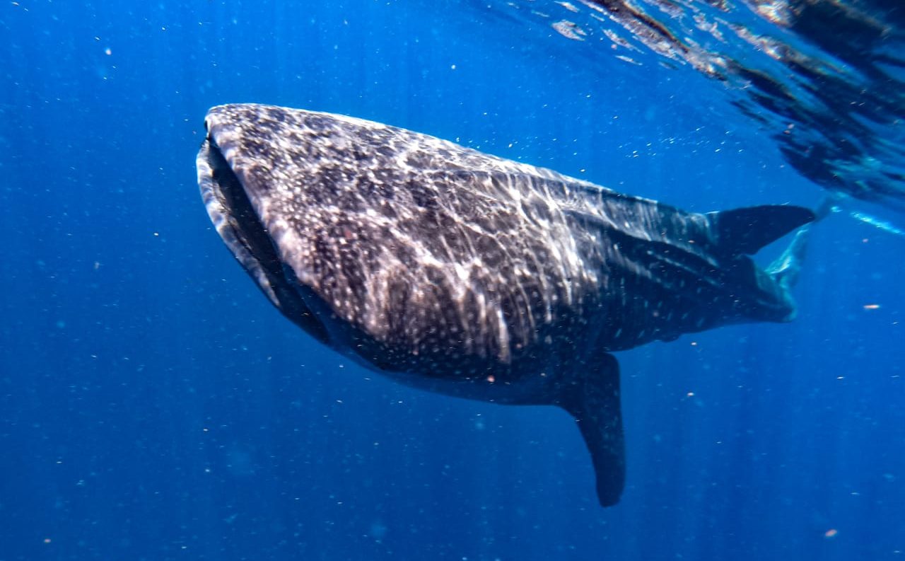 nado con tiburón ballena cerca de Holbox