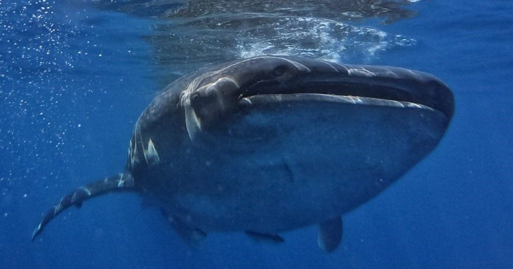 nadando con tiburón ballena en México