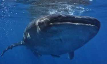 nadando con tiburón ballena en México