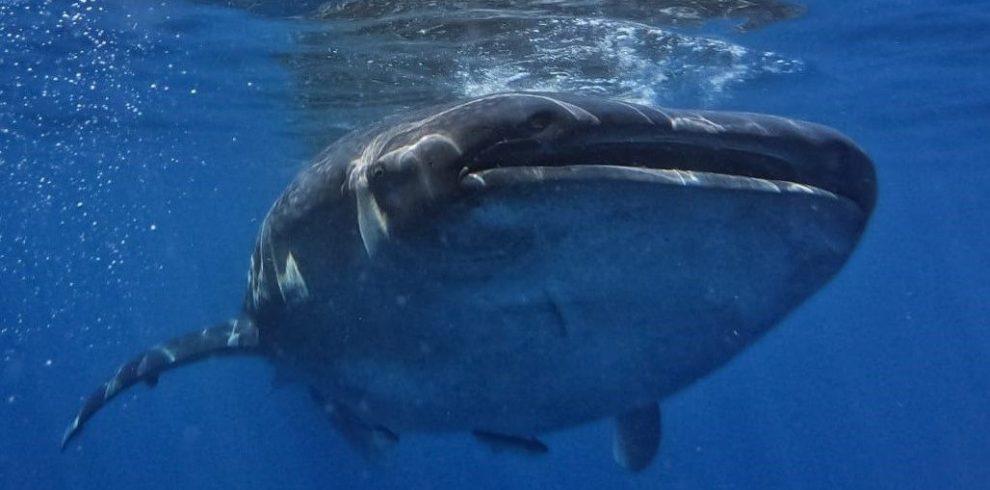 nadando con tiburón ballena en México