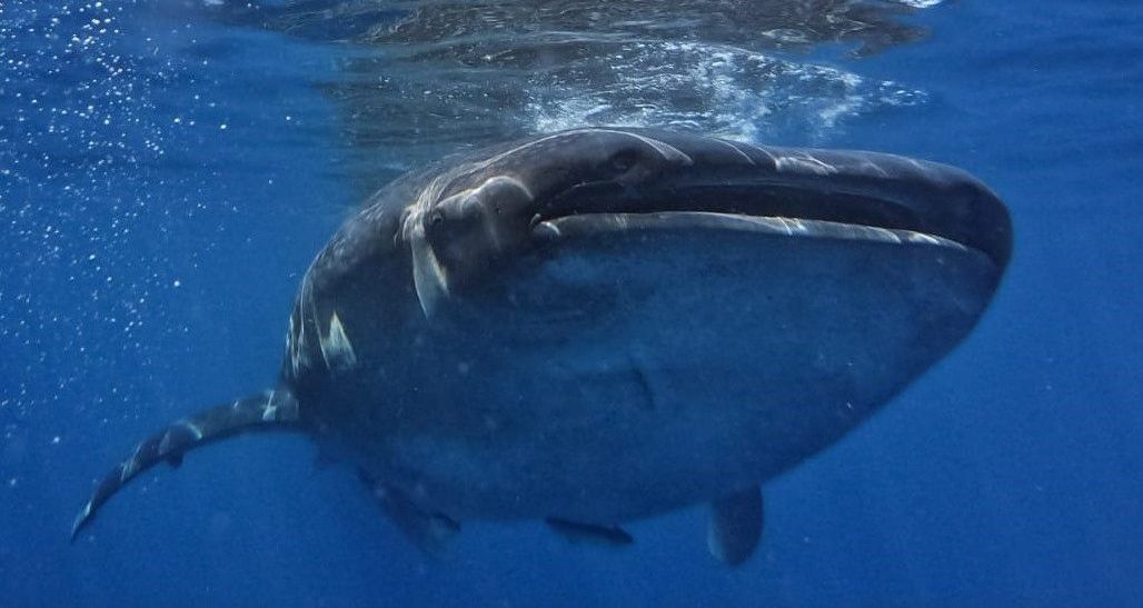 nadando con tiburón ballena en México
