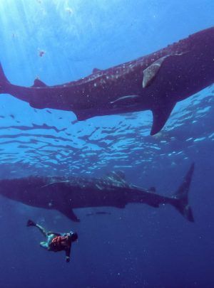 swiming-with-whale-sharks