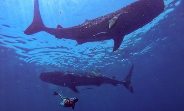 swiming-with-whale-sharks