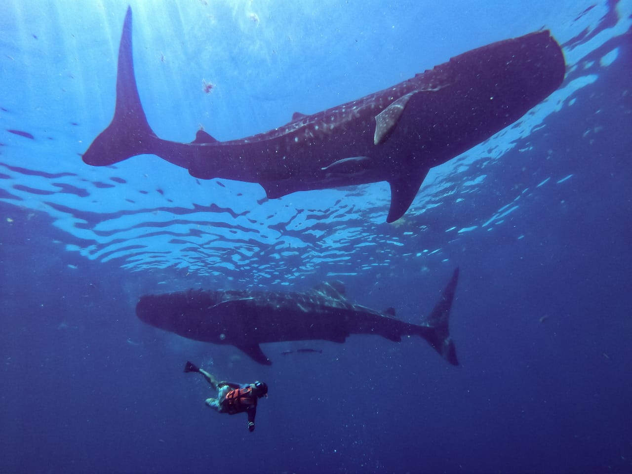 swiming-with-whale-sharks