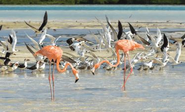 aves en isla holbox