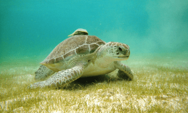 sea turtle in Akumal México