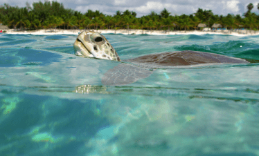 tortuga marina en la bahía de Akumal