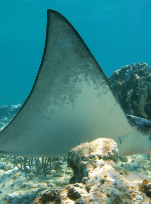 snorkel en arrecife de Akumal