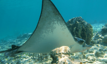 snorkel en arrecife de Akumal