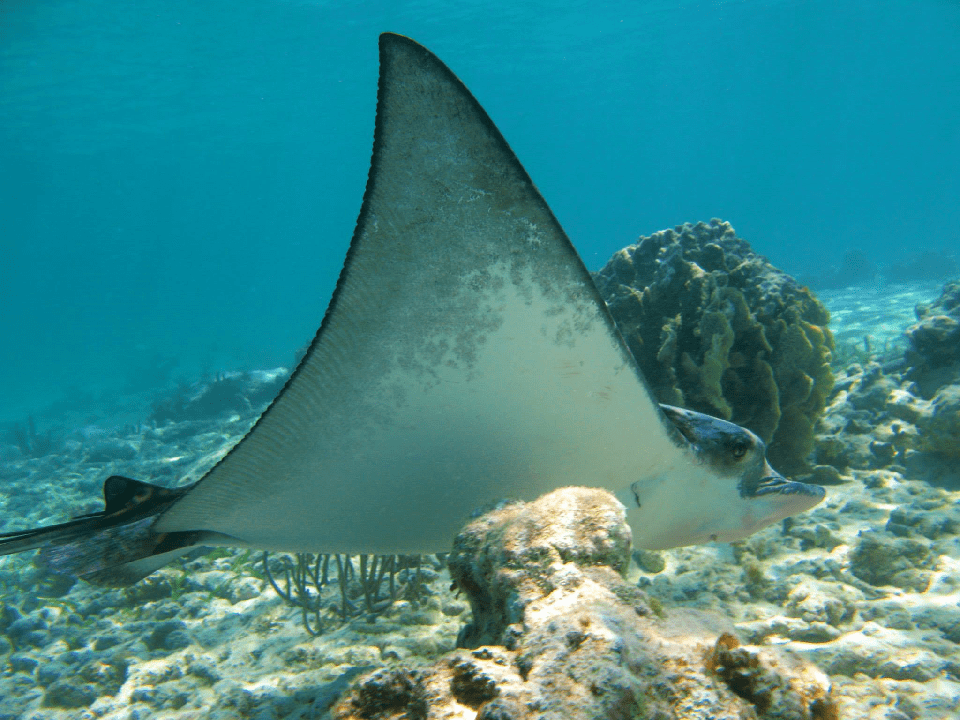 snorkel en arrecife de Akumal