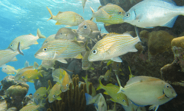 peces tropicales en arrecife Playa del Carmen