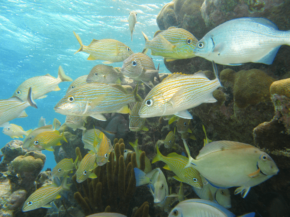 peces tropicales en arrecife Playa del Carmen