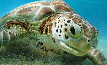 tortuga marina alimentándose en Akumal